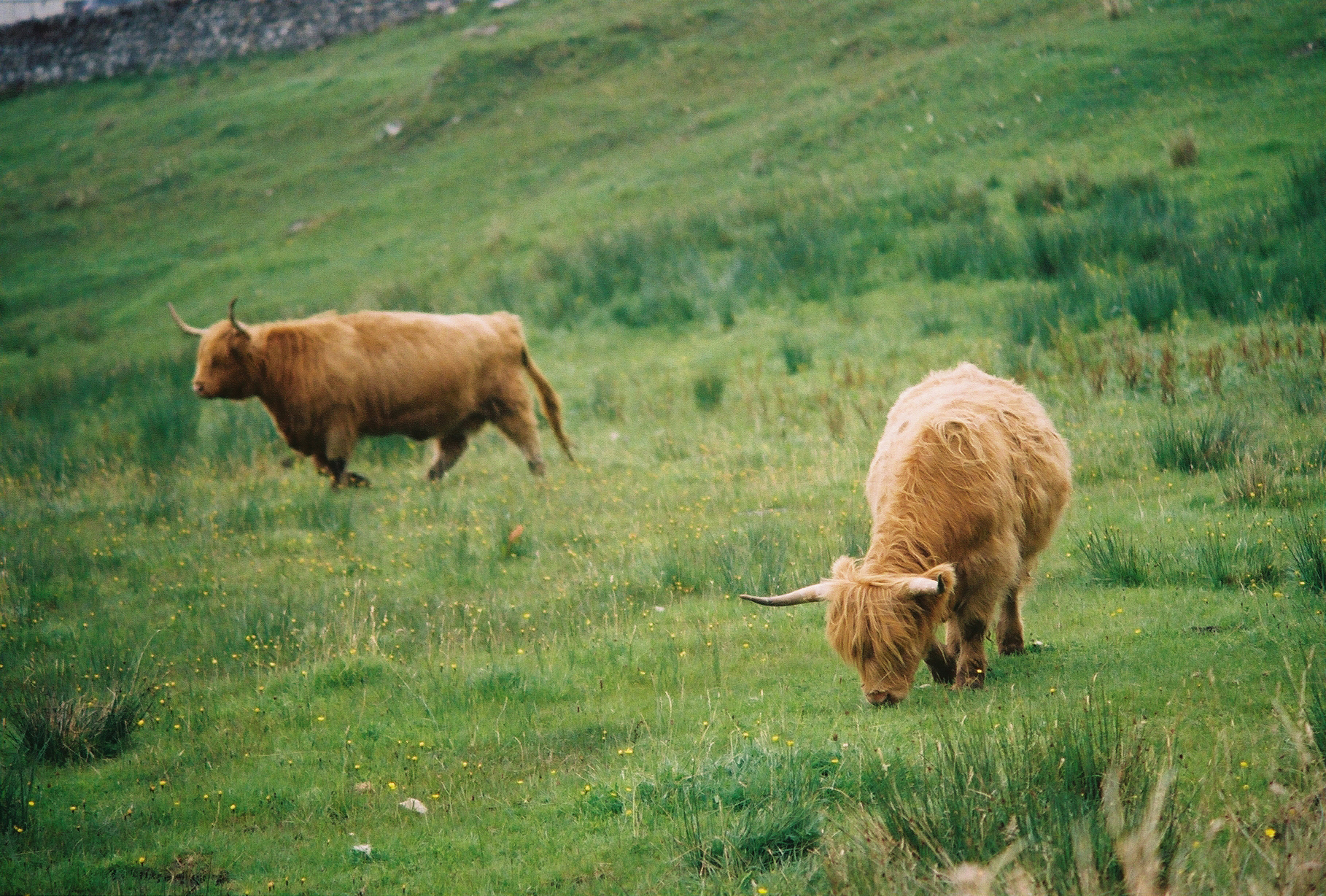 Highland Cattle